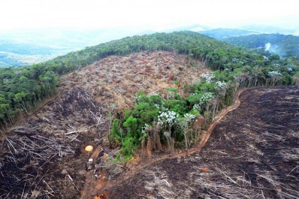 (Desmatamento ilegal no Nordeste de Minas em 2016. Foto: Welington Pedro de Oliveira)